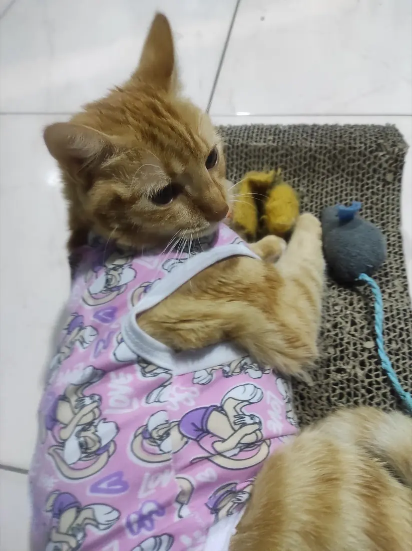 Gata en recuperación con traje posquirúrgico
