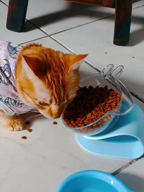 Gatito comiendo concentrado