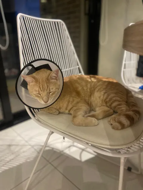 Gato con collar isabelino descansando en una silla