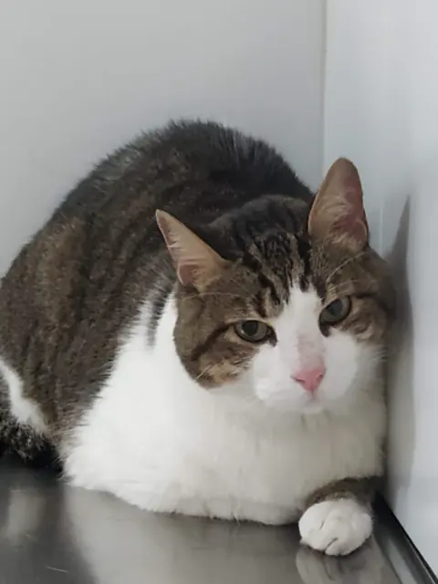 Gato en la mesa de consulta