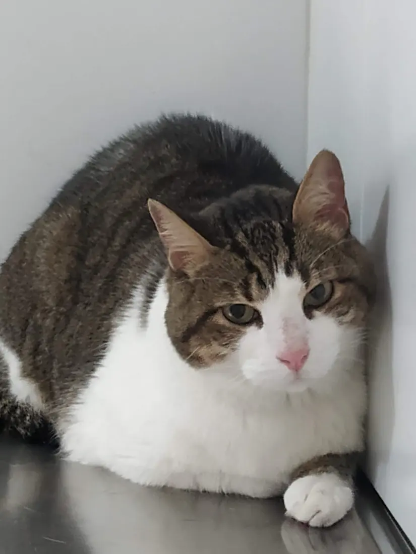 Gato en la mesa de consulta