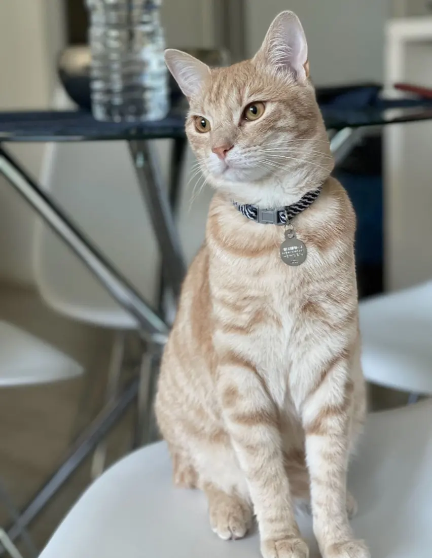Gato naranja con collar y placa