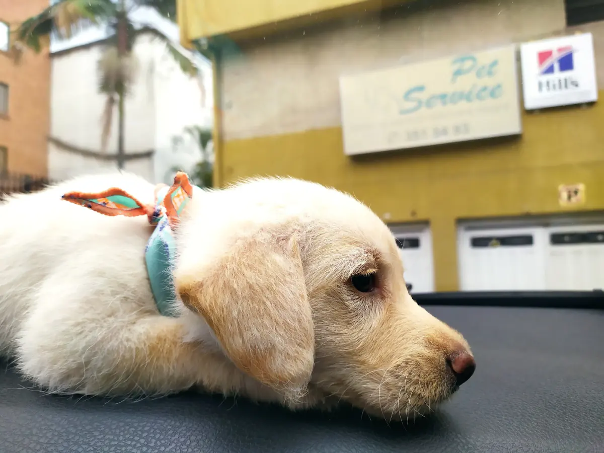 Cachorro descansando frente al aviso de Pet Service