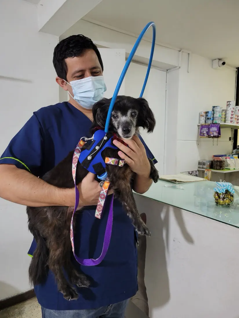 Veterinario de Pet Service cargando a un perro en la clínica